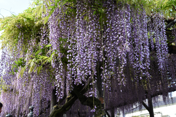 亀戸天神社の藤まつりで、初撮り！_b0338976_15010360.jpg