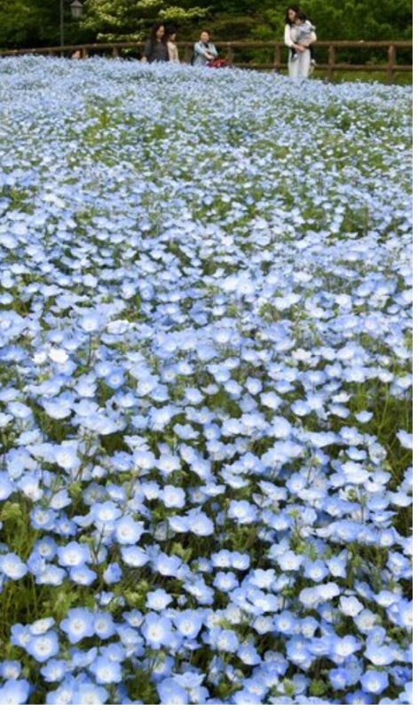 青のネモフィラ１００万本　横須賀「くりはま花の国」で★_e0161677_11201900.jpg