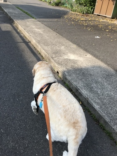 f0315081_20452118.jpeg