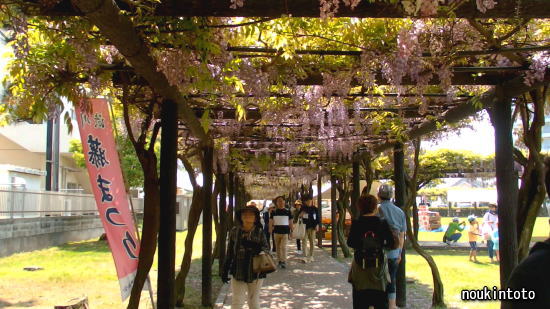 岡山県玉野市の渋川公園 藤まつり のうきんとと 岡山県玉野市の渋川公園 藤まつり のうきんとと