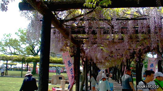 岡山県玉野市の渋川公園 藤まつり のうきんとと 岡山県玉野市の渋川公園 藤まつり のうきんとと