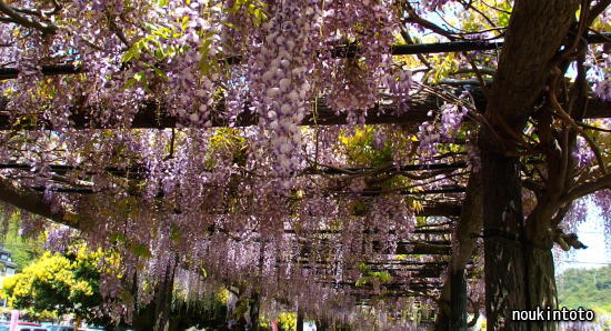 岡山県玉野市の渋川公園 藤まつり のうきんとと 岡山県玉野市の渋川公園 藤まつり のうきんとと