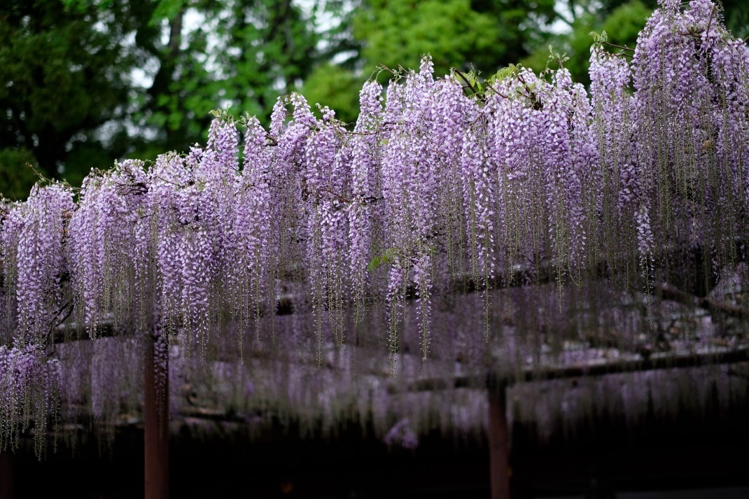 令和 の響き 笠間稲荷神社 ５月１日 常陸のt S Blog