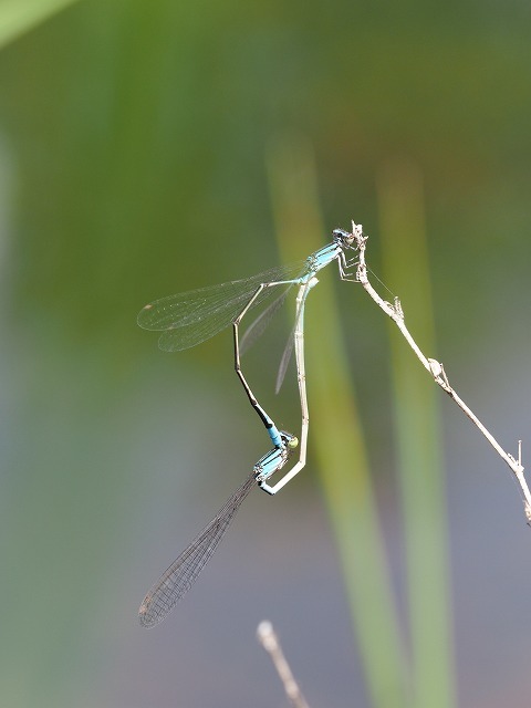 20190502 トラフトンボ_d0156387_19092848.jpg