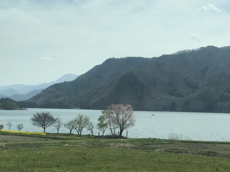 白馬で桜と水芭蕉を愛でる♪_c0212604_1938667.jpg