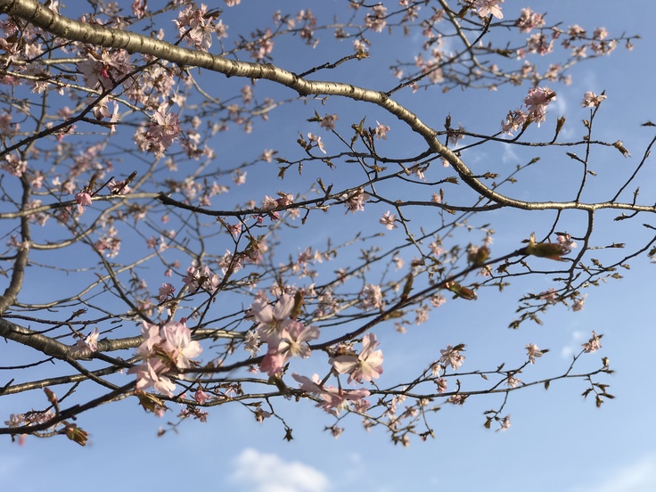 白馬で桜と水芭蕉を愛でる♪_c0212604_1944851.jpg