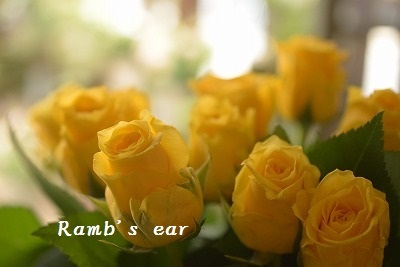 今週末のお勧めのお花 Ramb S Ear ラムズイヤー 今週末のお勧めのお花 Ramb S Ear ラムズイヤー