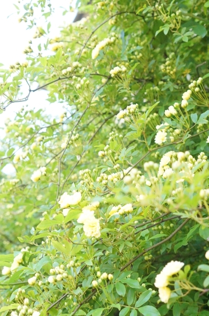 b0151911_09104465.jpg
