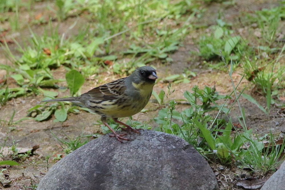 f0235311_20020165.jpg