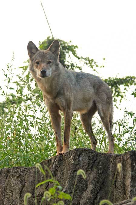 タイリクオオカミとシマオイワワラビー のどかな昼下がり 多摩動物公園 September 18 続々 動物園ありマス