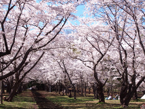 桜林公園の桜（弘前市）*2019.05.02_b0147224_1113941.jpg
