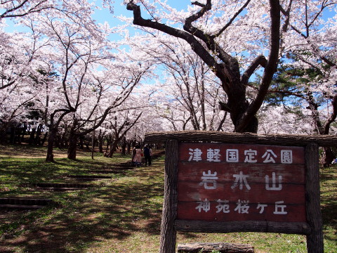 桜林公園の桜（弘前市）*2019.05.02_b0147224_1115580.jpg