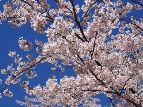 桜林公園の桜（弘前市）*2019.05.02_b0147224_1121732.jpg