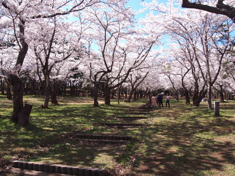 桜林公園の桜（弘前市）*2019.05.02_b0147224_114590.jpg