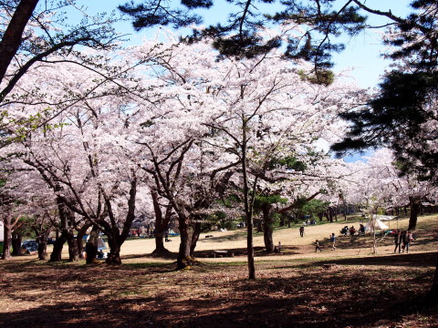 桜林公園の桜（弘前市）*2019.05.02_b0147224_1155898.jpg