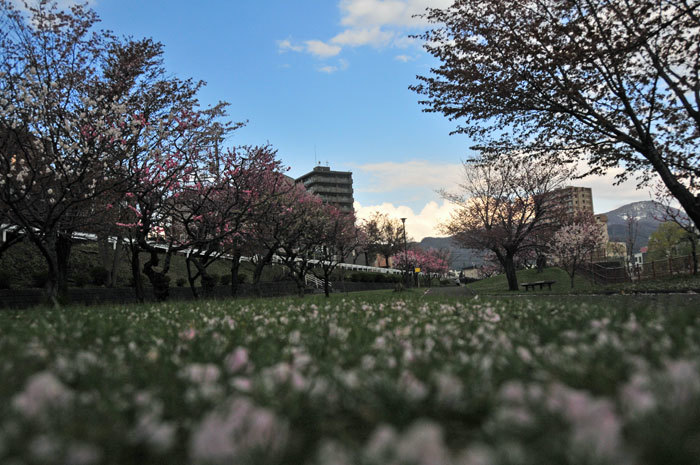 ～春を探して～（７）桜の後は梅の花_d0345928_12010963.jpg