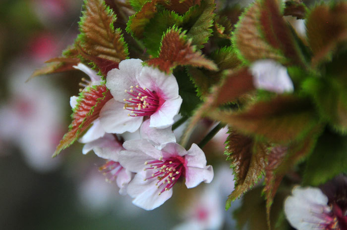 ～春を探して～（７）桜の後は梅の花_d0345928_12024041.jpg