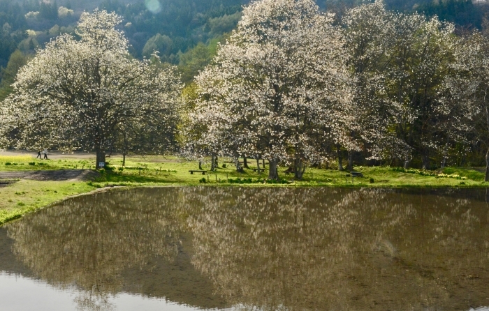 桜を求めて_e0099737_22253442.jpg