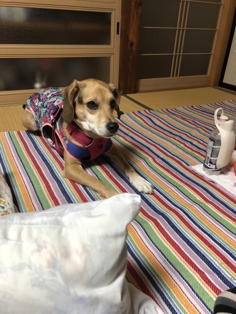b0031538_21484562.jpeg