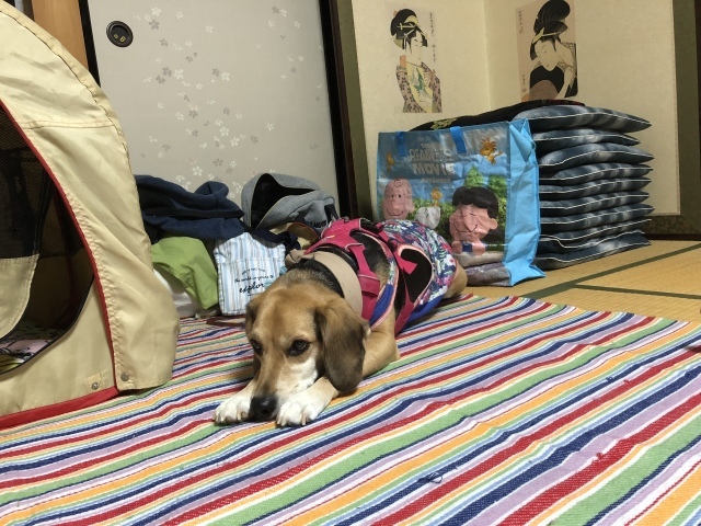 b0031538_21502042.jpeg