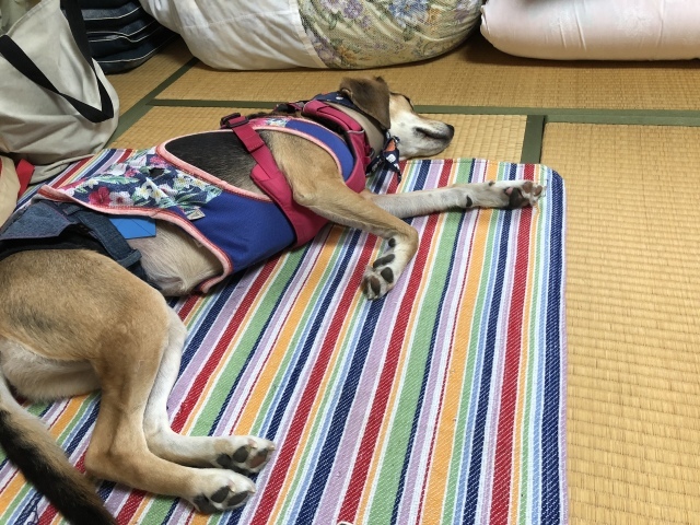 b0031538_22062635.jpeg