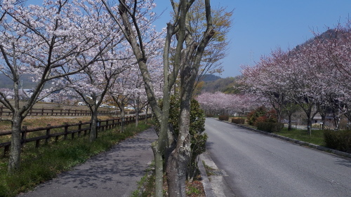竹原バンブー公園の桜が見ごろ 朝日茶道教室
