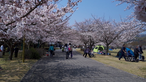 竹原バンブー公園の桜が見ごろ 朝日茶道教室