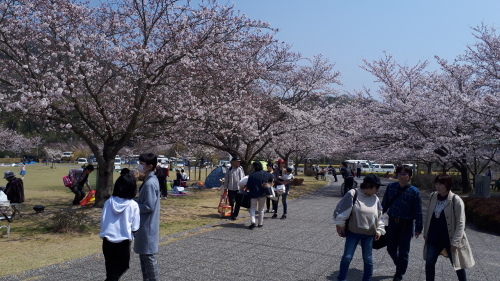 竹原バンブー公園の桜が見ごろ 朝日茶道教室