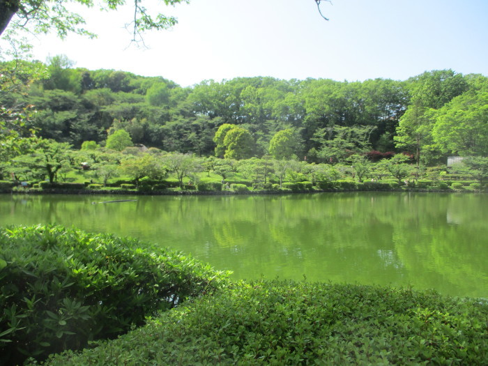 萌えたつ薬師池公園_b0135942_12101128.jpg