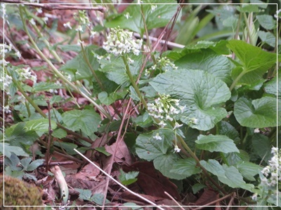 ＜小諸の花たち･･･´▽｀＞_b0254145_09231313.jpg