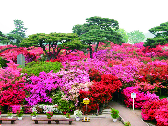 燃え立つ令和の花山　館林・つつじが岡公園で花盛りに_a0290852_8334294.jpg