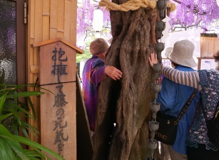 　　信達 藤まつり　　２０２４-０５-０１　００：００_b0093754_21531989.jpg