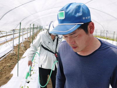 肥後グリーン 熊本産高級マスクメロン『肥後グリーン』の定植後の様子(前編)_a0254656_17222373.jpg