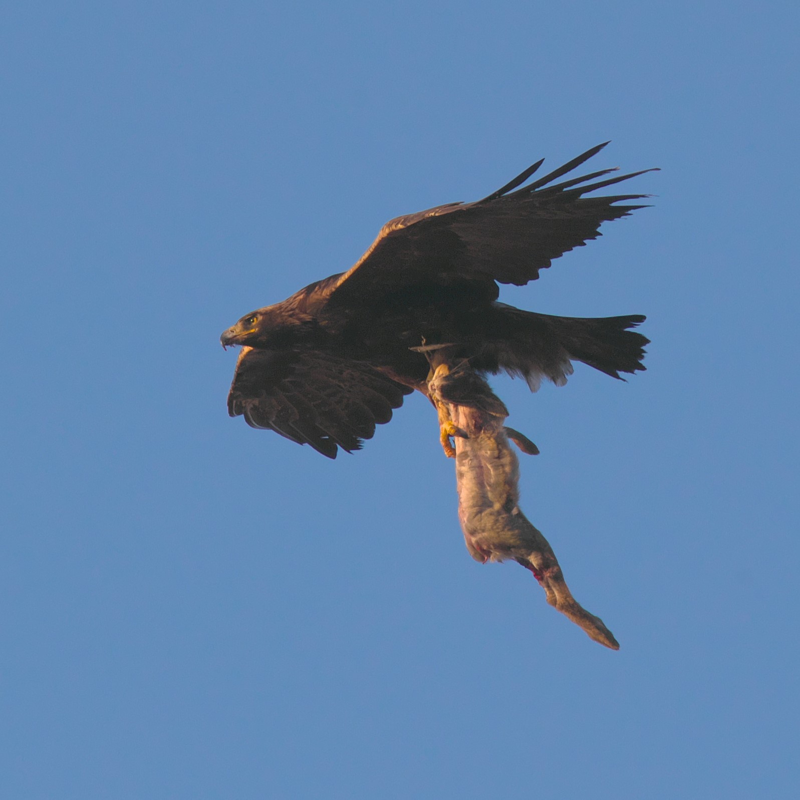 イヌワシ近況 野鳥フレンド 撮り日記