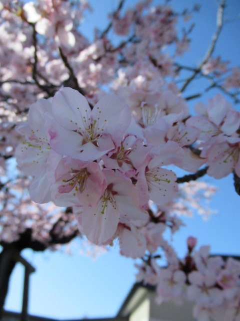 軽井沢の桜速報・2019 ＊ ④５月２日・北軽井沢駅～久保農園直売所_f0236260_23552848.jpg