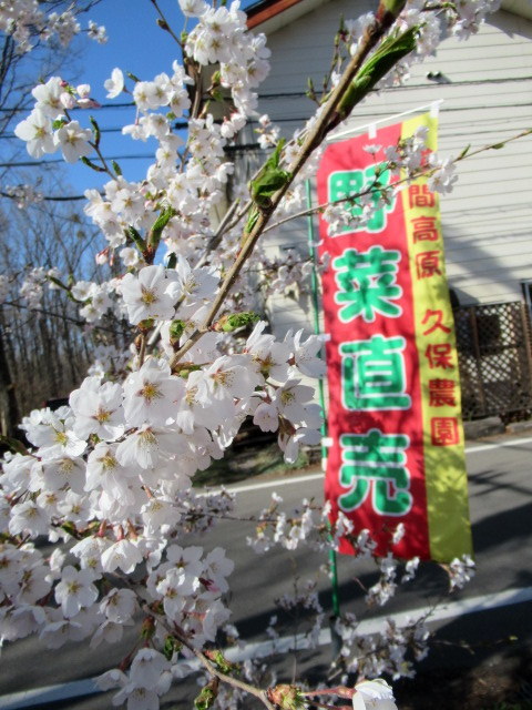 軽井沢の桜速報・2019 ＊ ④５月２日・北軽井沢駅～久保農園直売所_f0236260_23554460.jpg