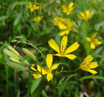 野の花しらべ…_b0368362_05351582.jpg