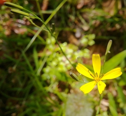 野の花しらべ…_b0368362_05355185.jpg