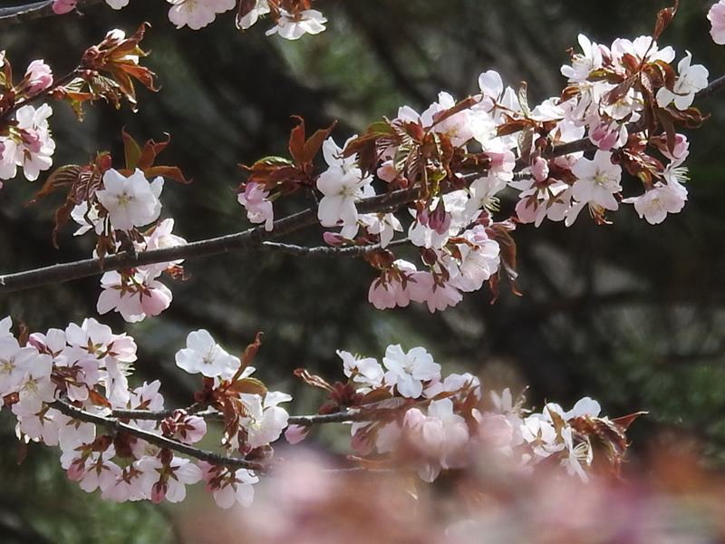 八剣山麓の桜_d0391670_22181811.jpg