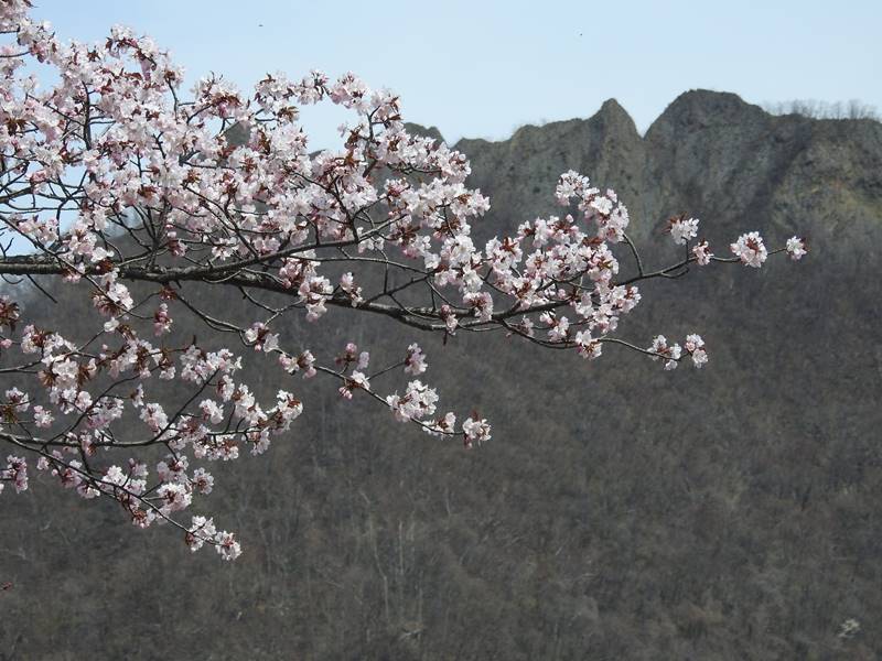 八剣山麓の桜_d0391670_22184068.jpg