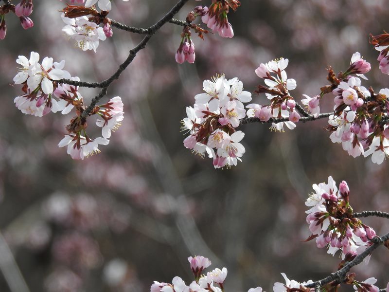 八剣山麓の桜_d0391670_22200912.jpg