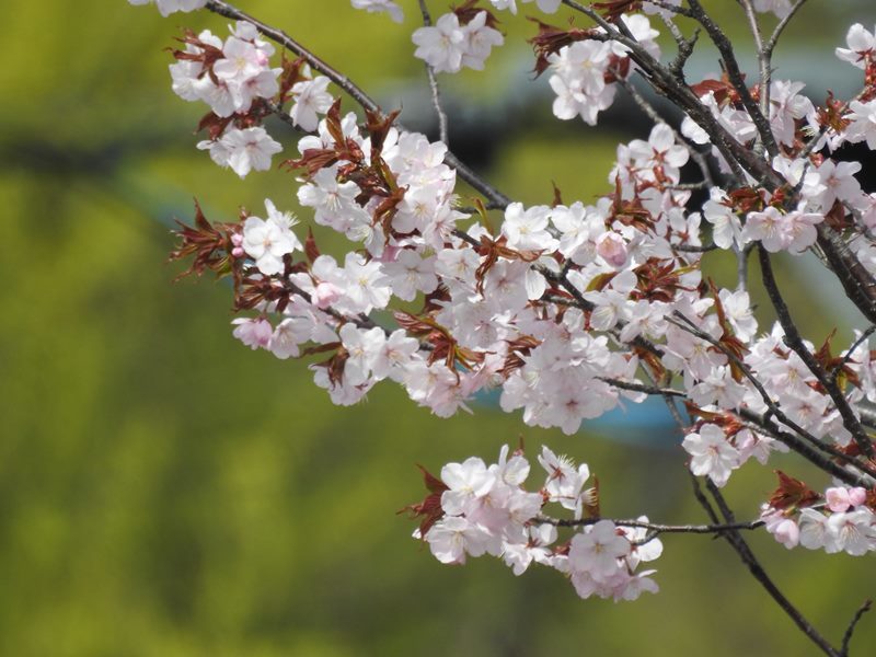 八剣山麓の桜_d0391670_22204854.jpg