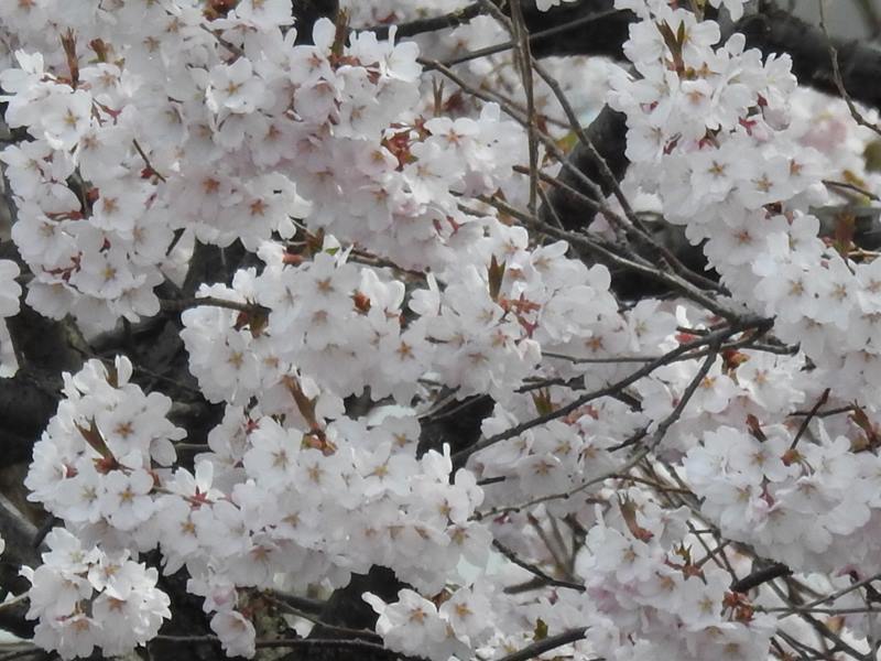 八剣山麓の桜_d0391670_22214558.jpg