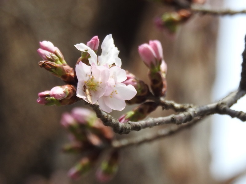 八剣山麓の桜_d0391670_22220648.jpg