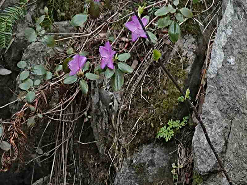 八剣山麓の桜_d0391670_22243678.jpg