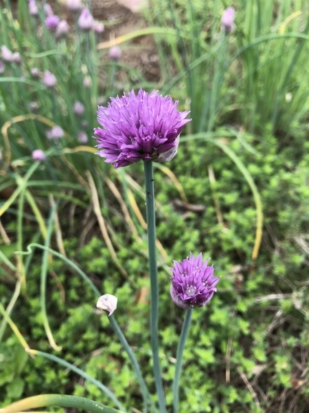 ベスト50 チャイブ 花 最高の花の画像