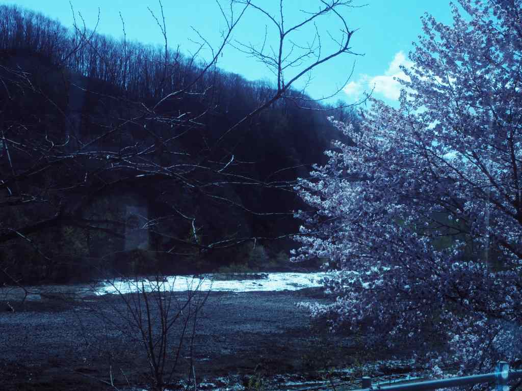 洞爺老三樹・有珠善光寺石割桜・中登別桜並木、壮瞥滝、地球岬・三階滝を巡るツアー　０５０２_c0183777_11463821.jpg