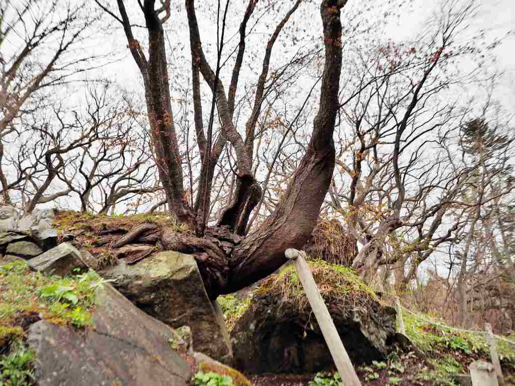 洞爺老三樹・有珠善光寺石割桜・中登別桜並木、壮瞥滝、地球岬・三階滝を巡るツアー　０５０２_c0183777_12182064.jpg