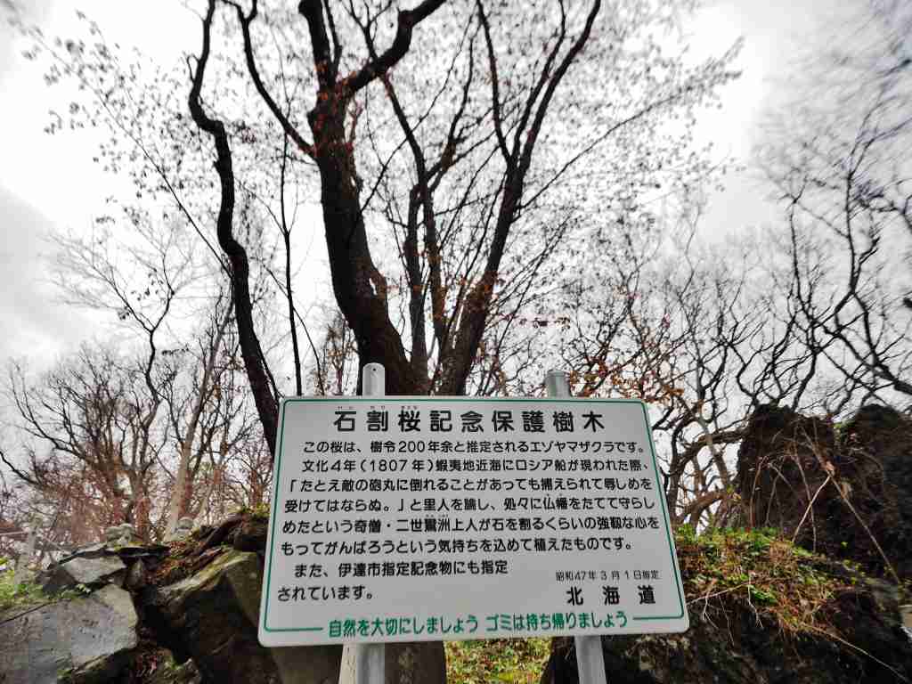 洞爺老三樹・有珠善光寺石割桜・中登別桜並木、壮瞥滝、地球岬・三階滝を巡るツアー　０５０２_c0183777_12195453.jpg