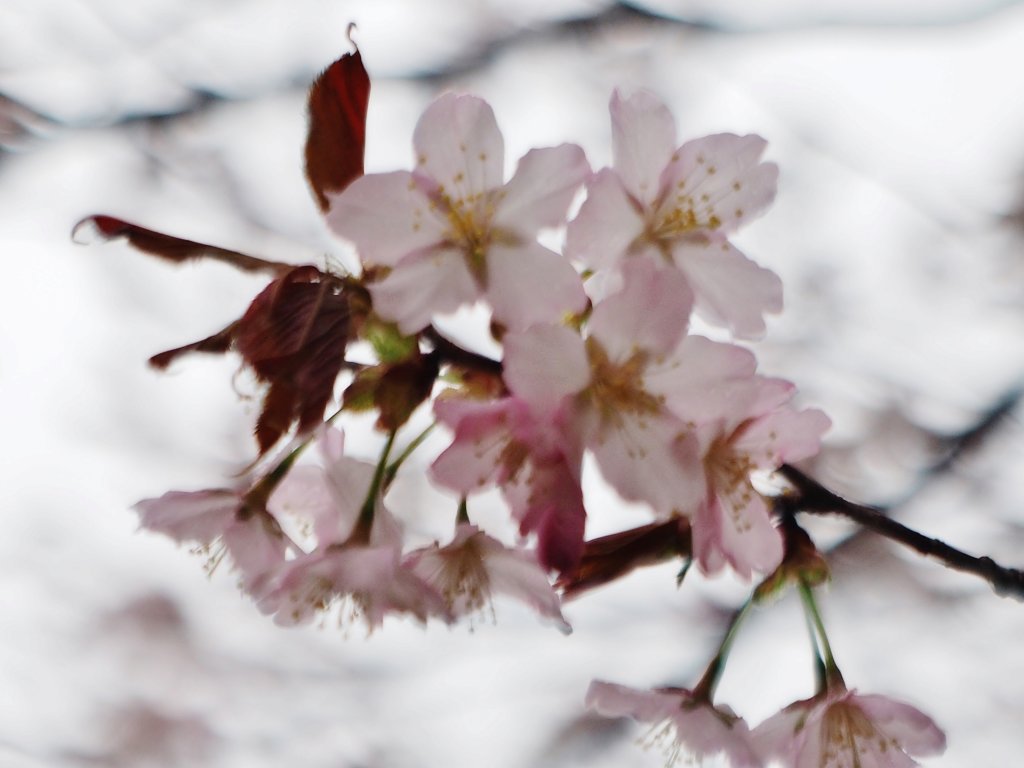 洞爺老三樹・有珠善光寺石割桜・中登別桜並木、壮瞥滝、地球岬・三階滝を巡るツアー　０５０２_c0183777_12261191.jpg